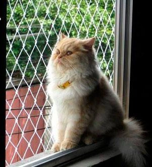 Tela De Proteção Para Gatos